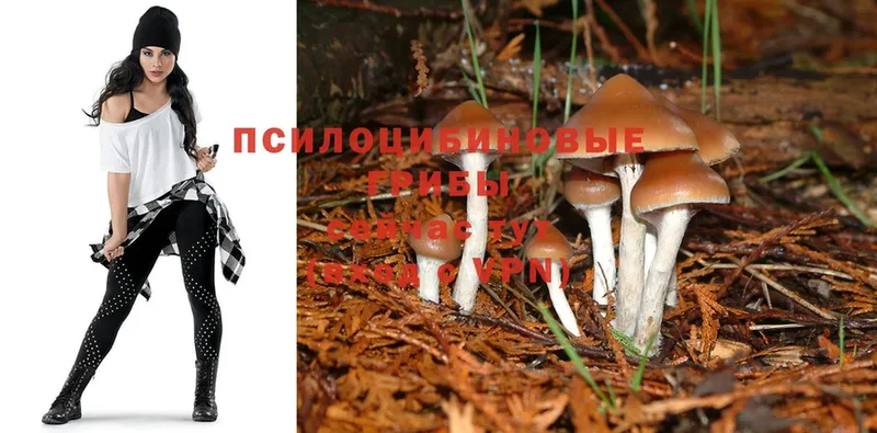 где можно купить наркотик  Ивантеевка  Псилоцибиновые грибы Psilocybine cubensis 